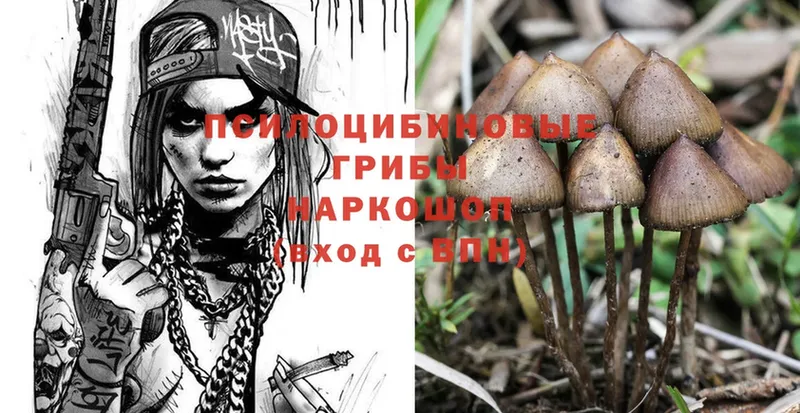 Галлюциногенные грибы Psilocybine cubensis  Геленджик 